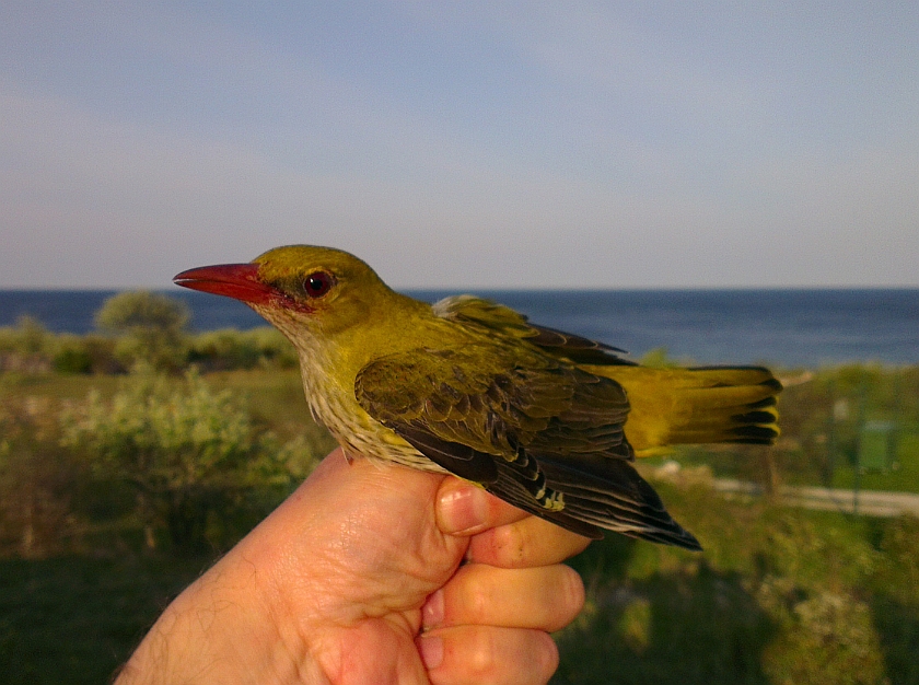 Eurasian Golden Oriole, Sundre 20120523